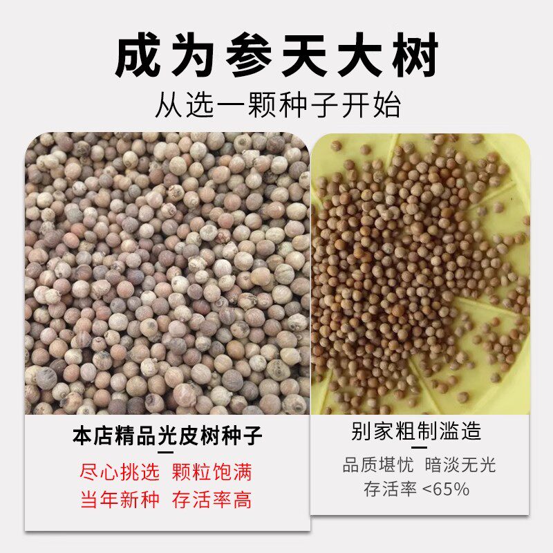 光皮梾木种子:25年最新园林绿化与油料树种种植指南-旅游-淘宝好物网