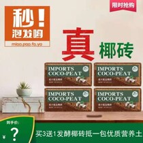 Imported coconut Coconut Broccoli Nutritious Soil Bred Flowers Native flowers Low salt Sterile Broccoli Planting Native Bulk Special Price