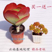 Tang Indo multi-meat old pile large leaf sheet giant color bright red plant color balcony Good raising creative flower potted plants