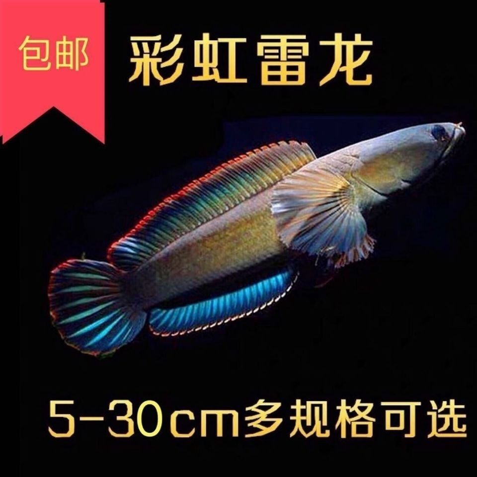 Rainbow Electric Dragon Fighting Fish Wild Electric Dragon Fish Ornamental Fish Cold Water Fish Red Dragon Murderer 7 Lottery Electric Dragon Freshwater Live Color