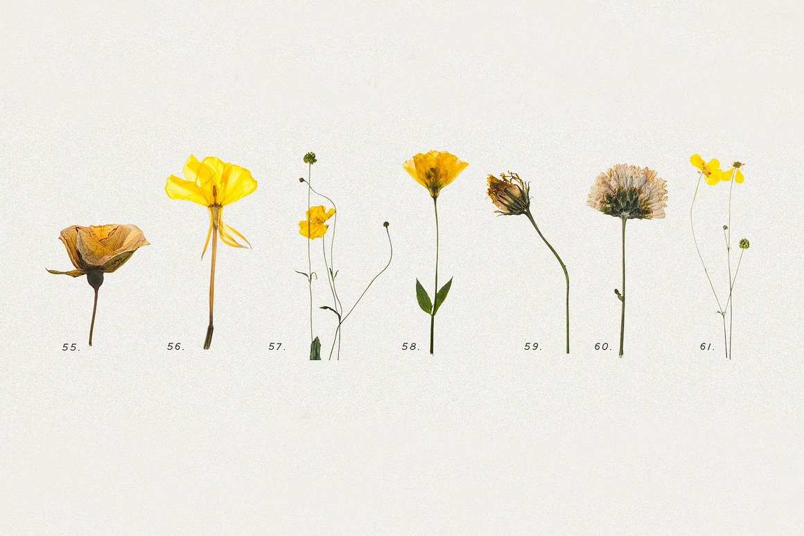 BUNDLE - Dry Flowers  Leaves, an Object Graphic by.jpg