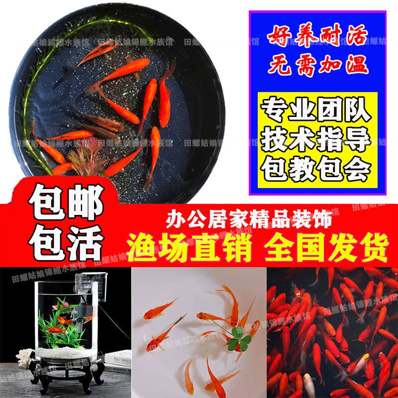 New (good raised small goldfish) goldfish small ornamental fish good to keep alive fish Miao living with immortality cold water