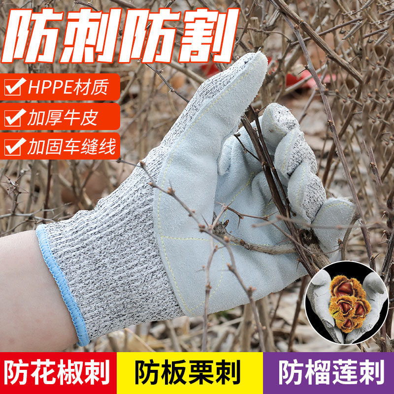 Pick-up gloves to kill chestnut cutter pepper wear-resistant cactus rose month season park park prevention cutting