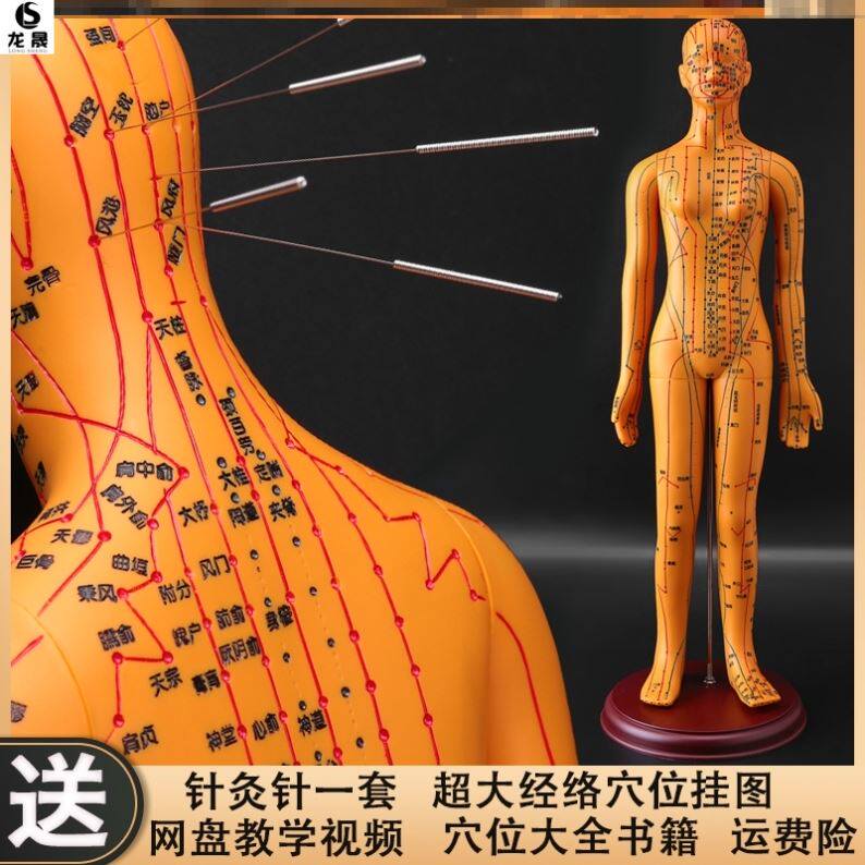 Simulation graph to take needle-sized HD Practice Training HD Training Hall to teach human acupuncture model engraved model