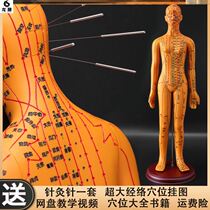 Simulation Diagram Pushpin Acupuncture High Definition Exercises Traditional Chinese Medicine Health Preservation Hall Teaching Human Acupoint Model Lettering Model Fascia