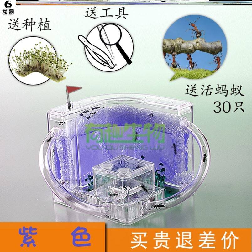 Park Send Ant Large Kingdom Land Farm Play Biogene Breeding Ant Workshop Observator Cage