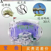 Paradise Sends Queen Queen Queen Super Kingdom Nest Farm Play Bionic Propagation Ant Workshop Watchers Rearing Box Cage