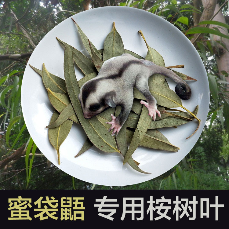 Honey bag glider deodorizing fresh eucalyptus drying leaf litter sterilization disinfection insect repellent small honey honey quoll special footings