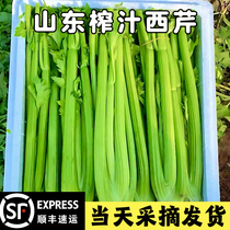 (Special for juicing) SF fresh large celery leafless fruits celery raw crispy celery Shandong vegetables
