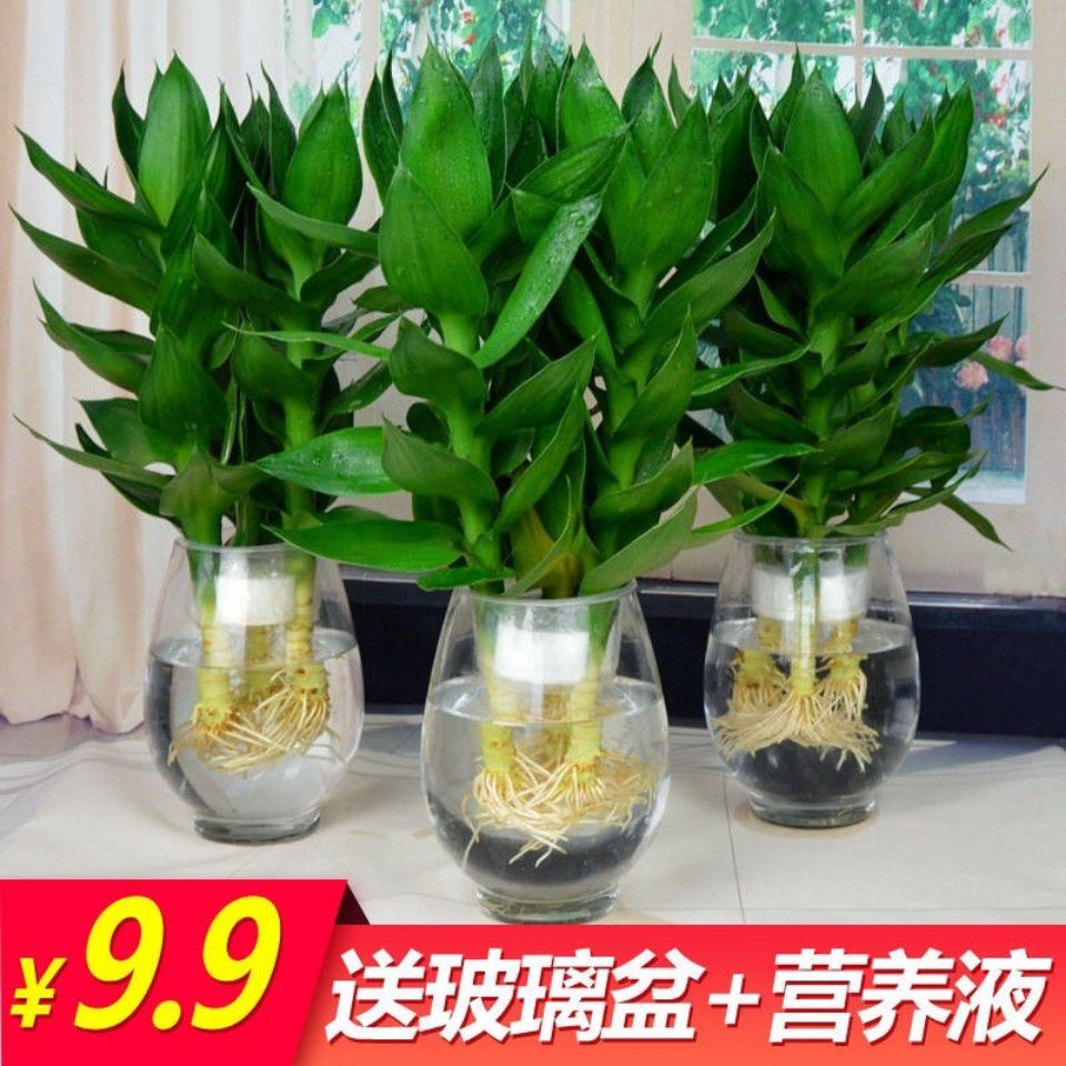 Guanyin Bamboo hydropony green plant potted plant rich and expensive bamboo lotus bamboo hydroponic plant indoor living-room purifying air small potted plants