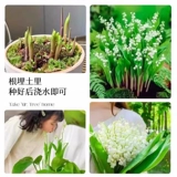 Lumania SEDENTINGS SEATED SANTING BALL SEEDES SEEDS FOUR SEASONS Цветлые цветы и растения в помещении и на открытом воздухе, холодные и замораживающие