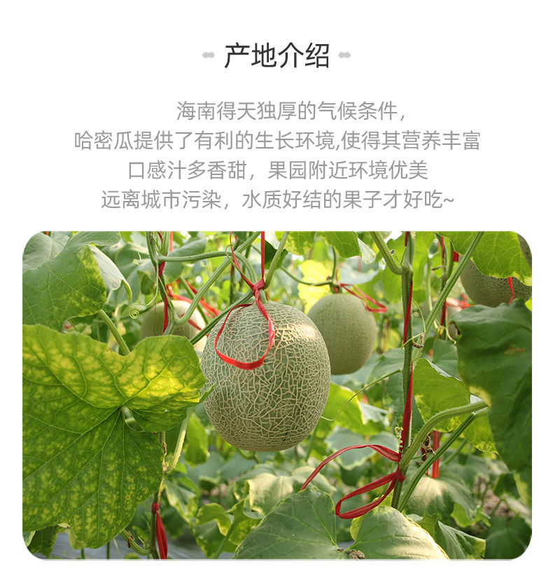 海南哈密瓜 5斤 当季现摘 图5