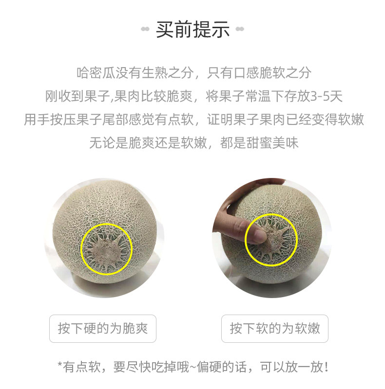 海南哈密瓜 5斤 当季现摘 图2