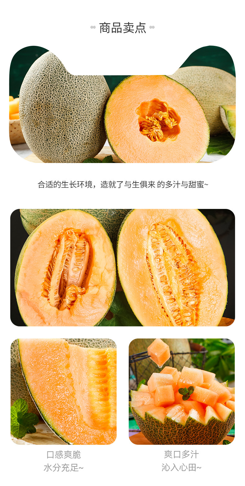 海南哈密瓜 5斤 当季现摘 图3