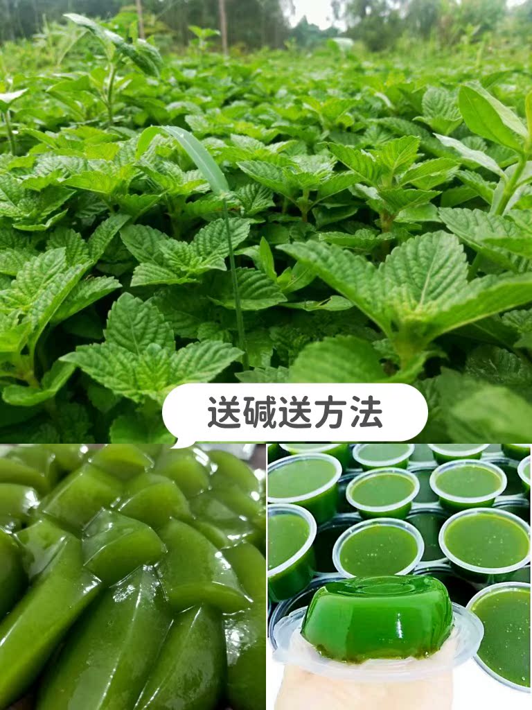 Jelly grass fresh green burning fairy ingredients full milk tea shop special people are now picking the original dessert to make authentic tofu base
