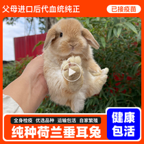 Pet Rabbit Living Mini small size Long little Haitang Pineal Tea Cup Cat Cat Rabbit Cog Rabbit Dwarf rabbit living things