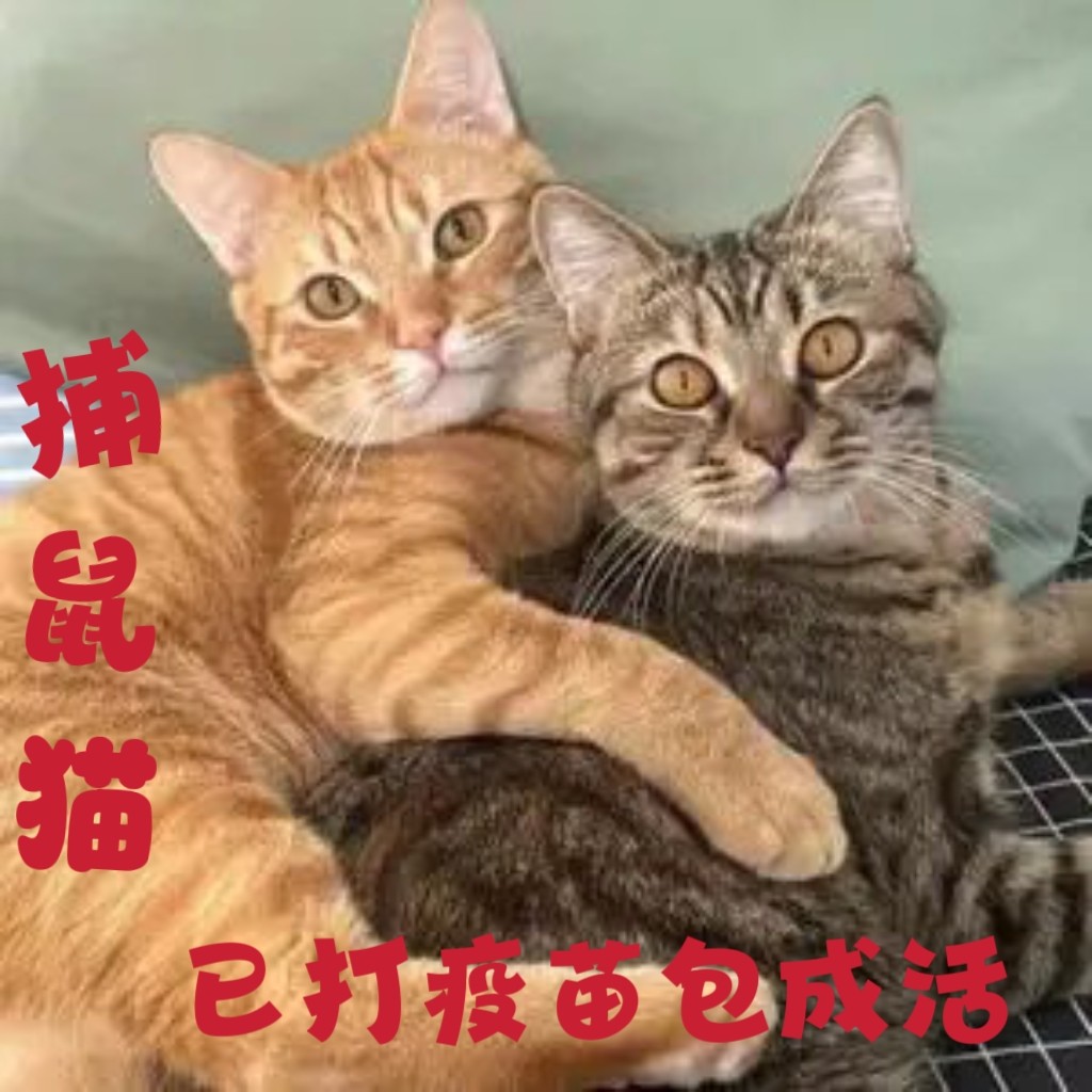猫咪活物田园猫青成年土猫捕鼠猫橘猫网红猫奶牛猫三花猫狸猫活体：你的理想宠物伴侣！-猫咪-淘宝好物网, image size:1024x1024