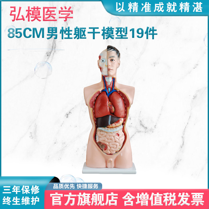 弘模HOM/XC201男性躯干模型19件85CM人体解剖结构半身仿真附内脏可拆卸教学研究假人体模型