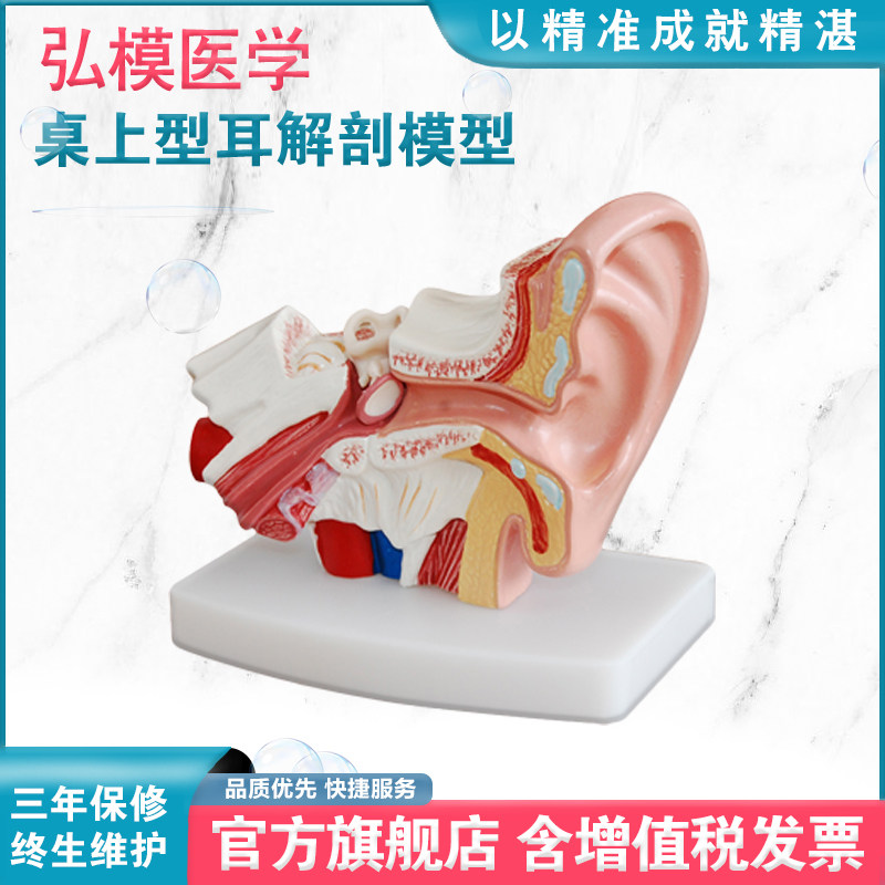 弘模HOM/XC303D小型耳解剖模型1.5倍放大耳朵内部结构展示 外耳、中耳、内耳教学护理仿真模型