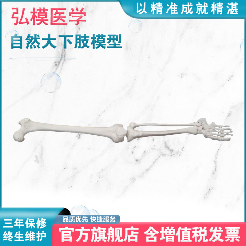 弘模HOM/XC122自然大下肢模型大腿骨人体骨架仿真骨骼成人脚骨模型