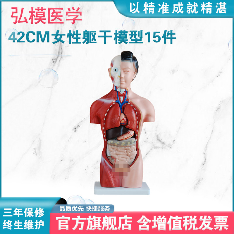 弘模HOM/XC202B女性躯干模型15件42CM人体解剖结构女性生育器官附内脏可拆卸单独研究教学仿真半身模型