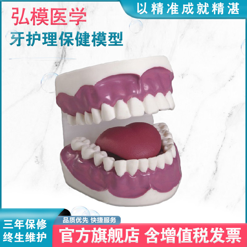 弘模牙护理保健模型（28颗牙，放大3倍）