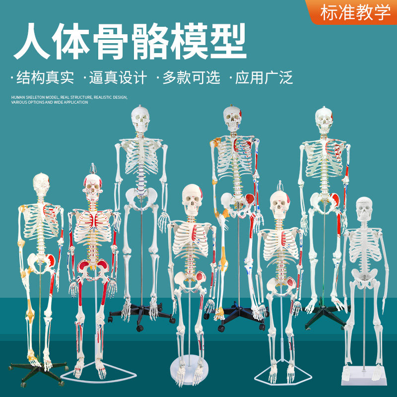 教学85CM人体肌肉骨骼结构全身骨架模型 可拆卸脊椎瑜伽小白骷髅