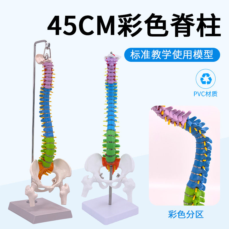 45CM彩色人体脊椎模型带骨盆股骨尾骨脊柱正骨脊椎模型颈椎腰椎