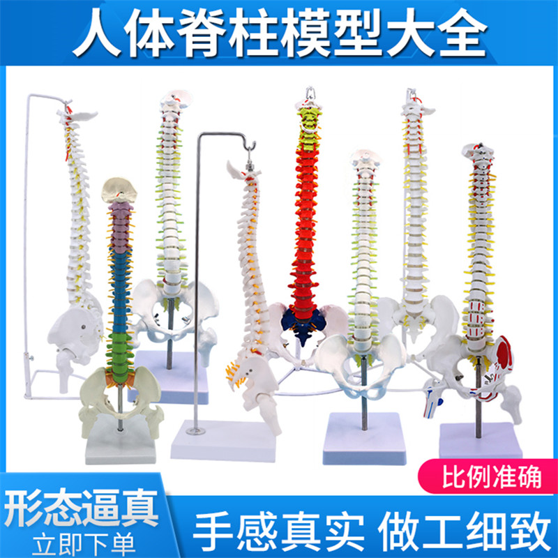 人体脊柱模型1:1成人正骨练习脊椎模型颈椎腰椎 骨骼模型骨架模型
