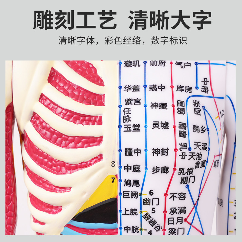 60-85cm Human Acupuncture Model Half-Skin Half-Muscle Skeletal Internal Organs Anatomy Traditional Chinese Medicine Meridian Acupoints High-Definition