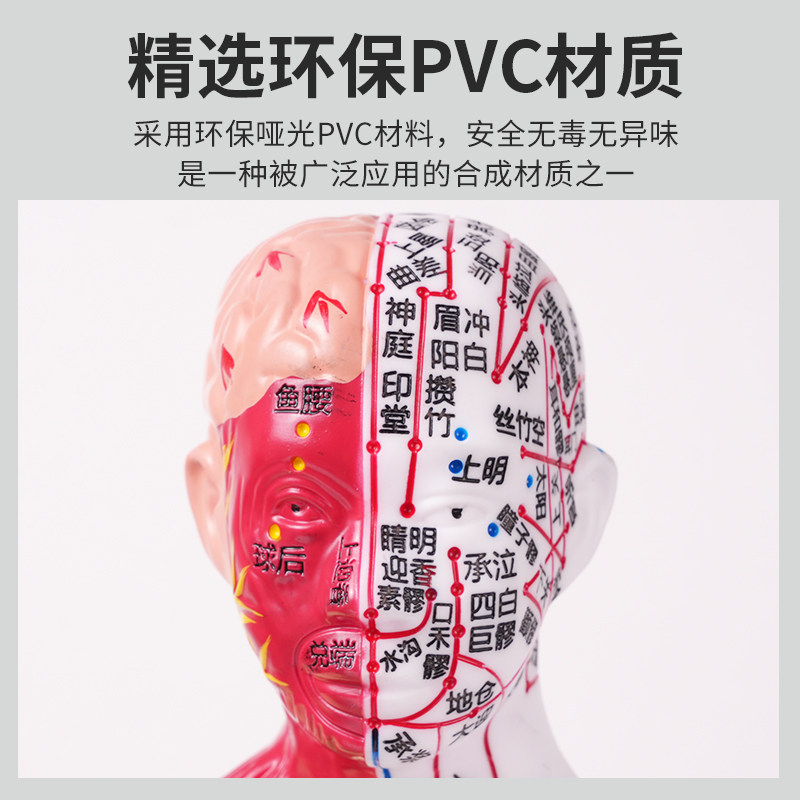 60-85cm Human Acupuncture Model Half-Skin Half-Muscle Skeletal Internal Organs Anatomy Traditional Chinese Medicine Meridian Acupoints High-Definition