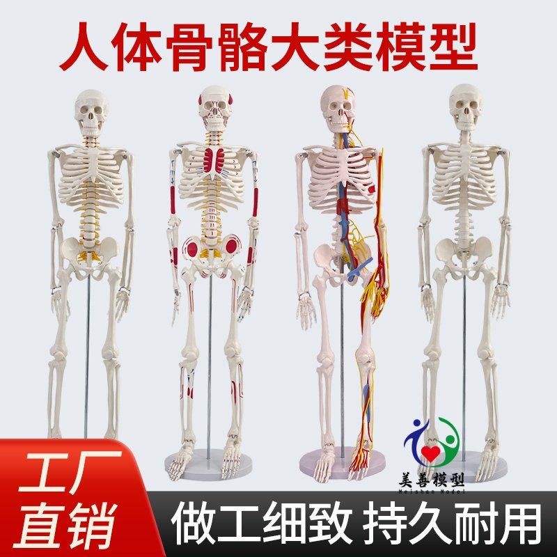 教学85CM人体肌肉骨骼结构全身骨架模型 可拆卸脊椎瑜伽小白骷髅