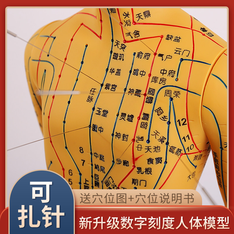 针灸穴位人体模型中医教学全身高清经络图人模模型推拿小皮人扎针