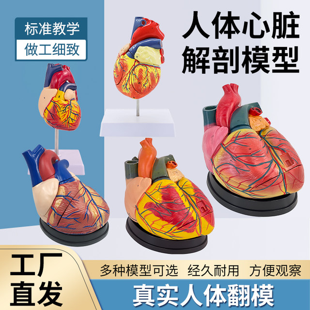 Teaching of high-end cardiac anatomy model of Meishan Model