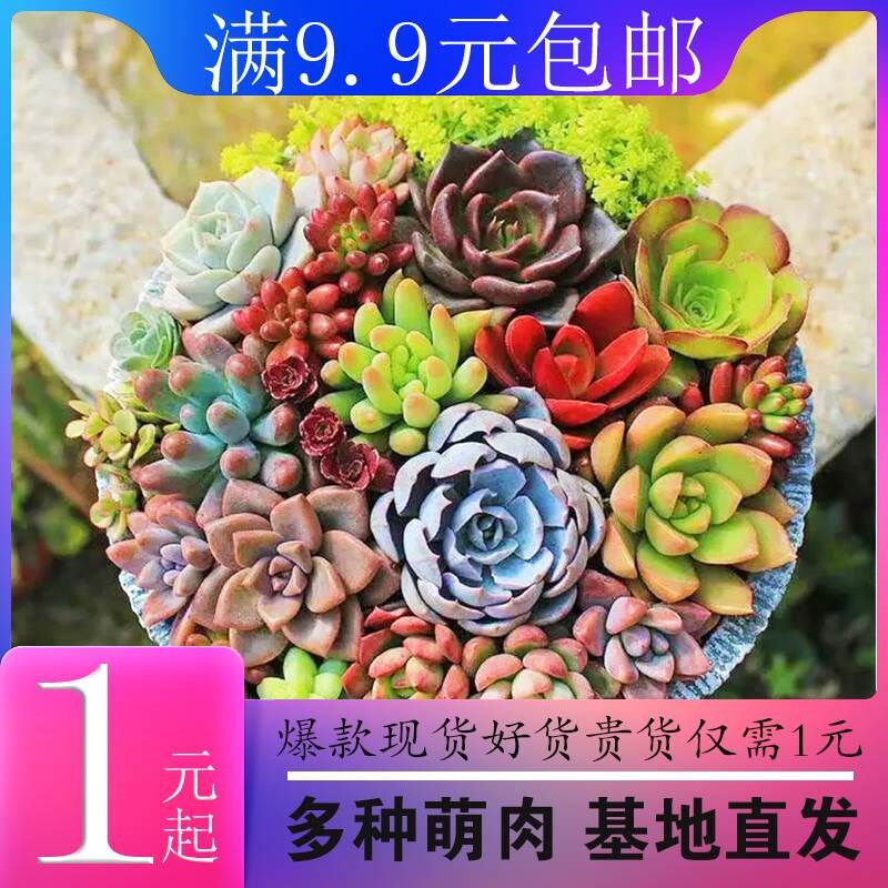 1 yuan succulent plant super cute meat indoor combination potted micro-landscape flower green plant radiation protection meat 9 9