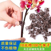 Green Plant Fixed Clip Gardening Floral Branches Clip Butterfly Lanet Special Clip Orchid Clip Iron Wire Lotus Vine Clip Crawl