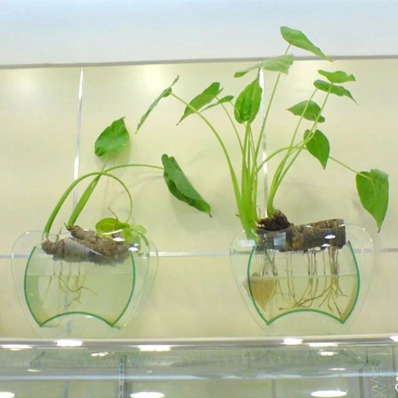 Dripping Avalokitesvara Hydroponic Vessels Dripping Avalokitesvara Horizontal Cultivation Flowerpots Dripping Avalokitesvara Hydroponic Vases Glass Hydroponics