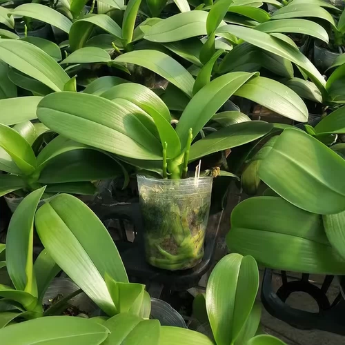 Двухцветный меч -меч Phalaenopsis в горшках орхидея Большие саженцы с цветочным мечом с цветочными почками с почками в четырех сезонах цветы, цветы, легко выращивать