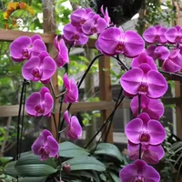 11. Фиолетовая красота