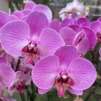 13. Порошковые линии --- корабль с цветочным мечом (цветущий 30 дней)