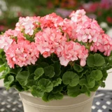 Стоматологический лепесток Greenopus Ported Flower Seartings, большие цветы, текущие четыре сезона, постоянно теряющая слава саженцев, балкон, балкон, хорошие цветы