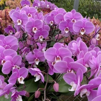 18. Анна --- Корабль с цветочным мечом (цветущий 30 дней)