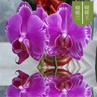 12. Король бабочек