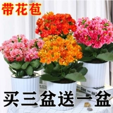 Долголетие цветочные горшки тяжелые лепестки, золотая лиса большие цветы, бутоны, саженцы цветов, четыре сезона цветущих цветов и растений