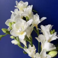 14. Белый Xiangxuelan 5 шаров+2 мешки с органическими удобрениями