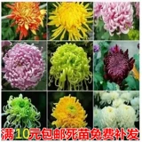 Four Seasons Crichisanthemum Searglings Большой хризантема маленький хризантем горшок с пинг -точками хризантемах хризантем съедобные кародачки хризантема и хорошие цветы и растения