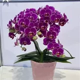 Phalaenopsis Potted Buds с орхидеями цветочного меча, большими саженцами, цветами и растениями и растениями в помещении цветочных гости