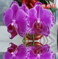 21. Король бабочек --- покажите цветочным мечом (цветущий 30 дней)