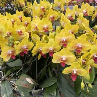 9. Принцесса золото --- корабль с цветочным мечом (цветущий 30 дней)