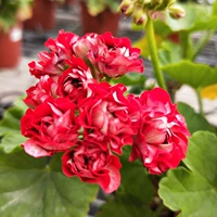 15. Солнце Бог